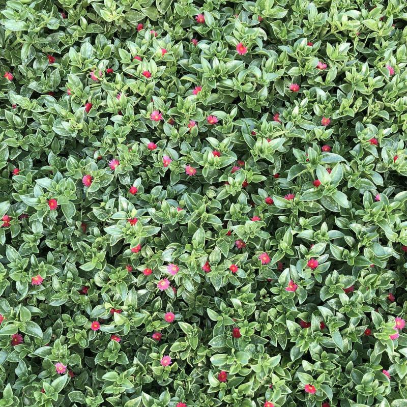 牡丹吊兰植物绿萝常春藤盆栽绿植花卉盆栽口红吊兰除甲醛净化
