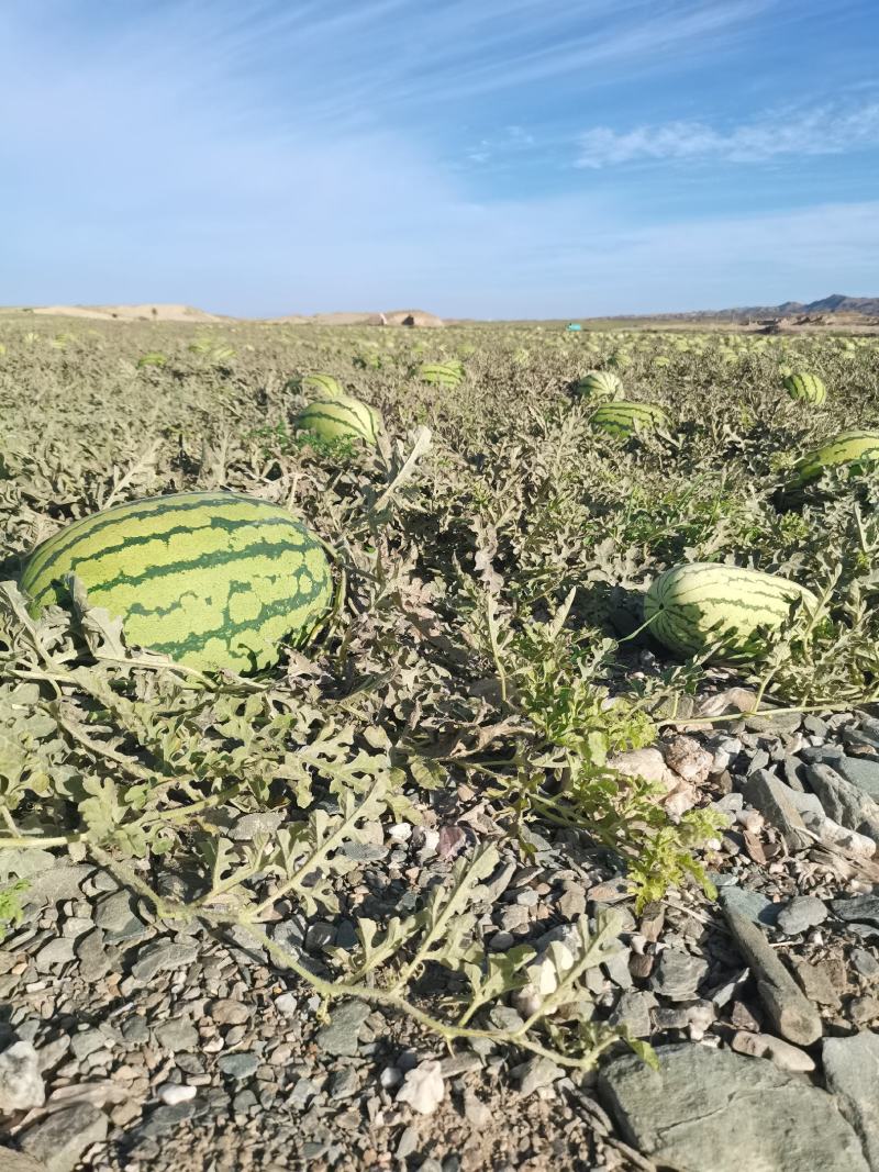 大量供应（硒砂瓜）地头订货，现採现装