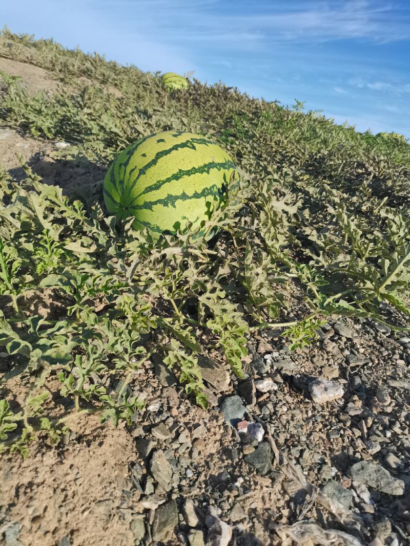 大量供应（硒砂瓜）地头订货，现採现装