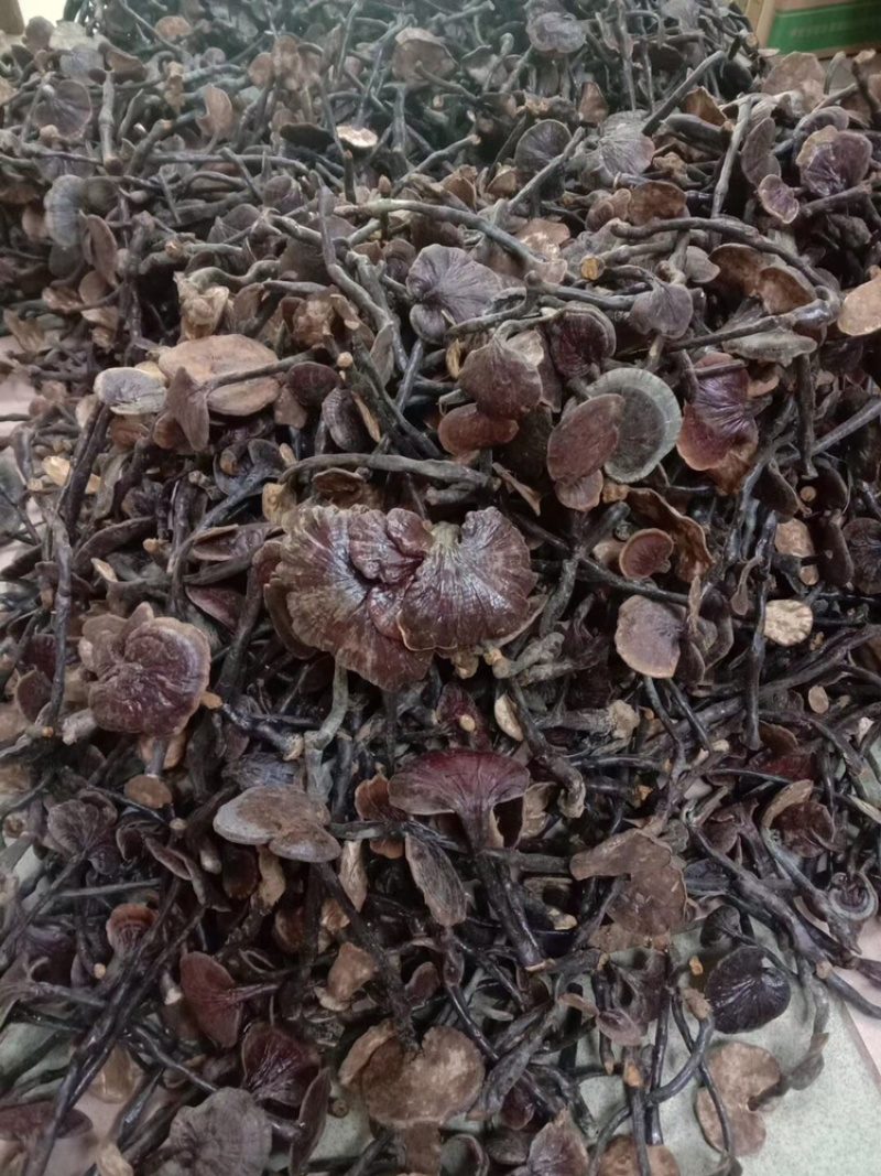 （中药材）老挝野生竹灵芝一件代发、......