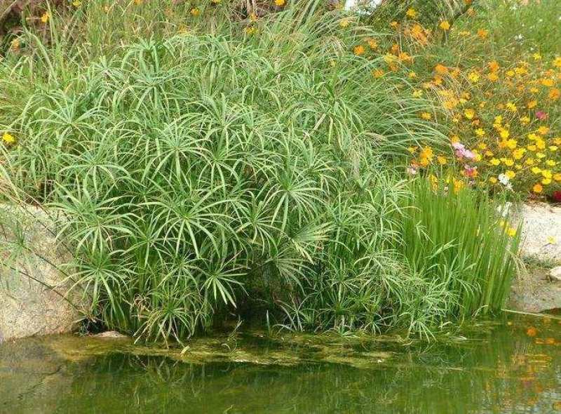 基地出售优质水生植物旱伞草，水体净化，现货供应，量大优惠