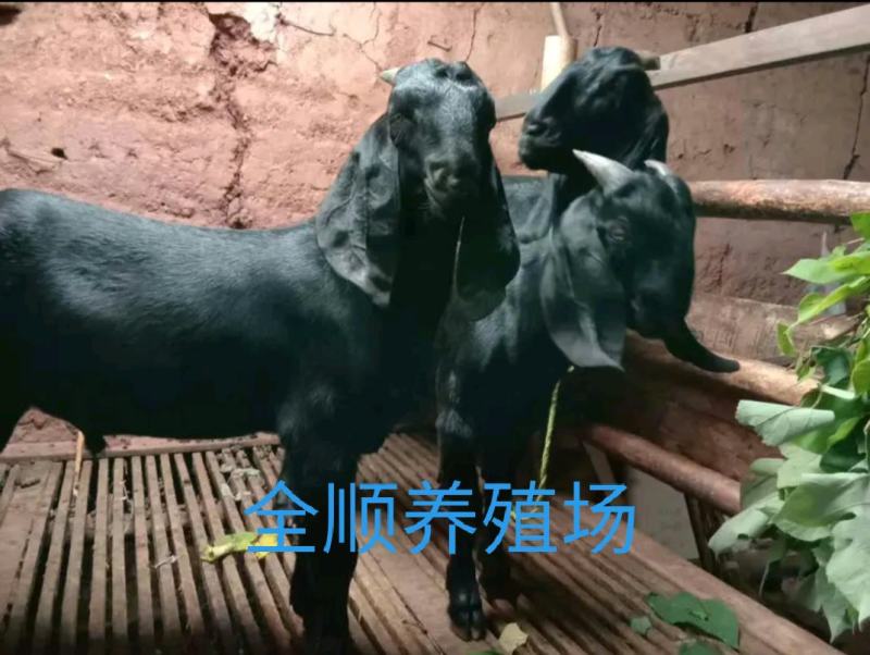 黑山羊，一对一选羊，全国包邮，货到付款。