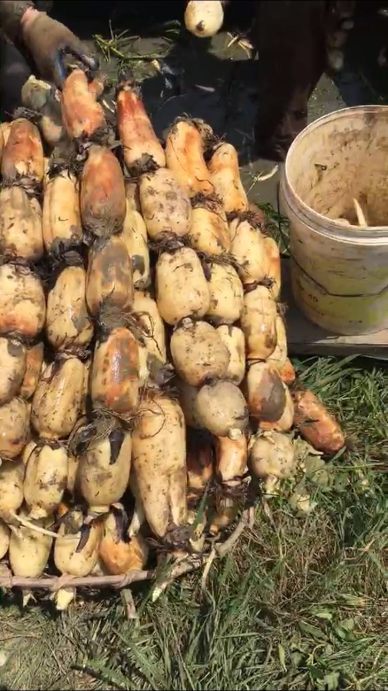 新藕鄂莲6号新35湖北千亩莲藕种植基地长期稳定供货