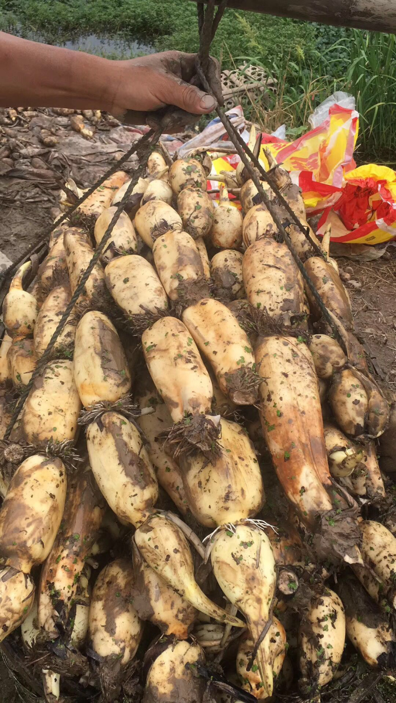 新藕鄂莲6号新35湖北千亩莲藕种植基地长期稳定供货