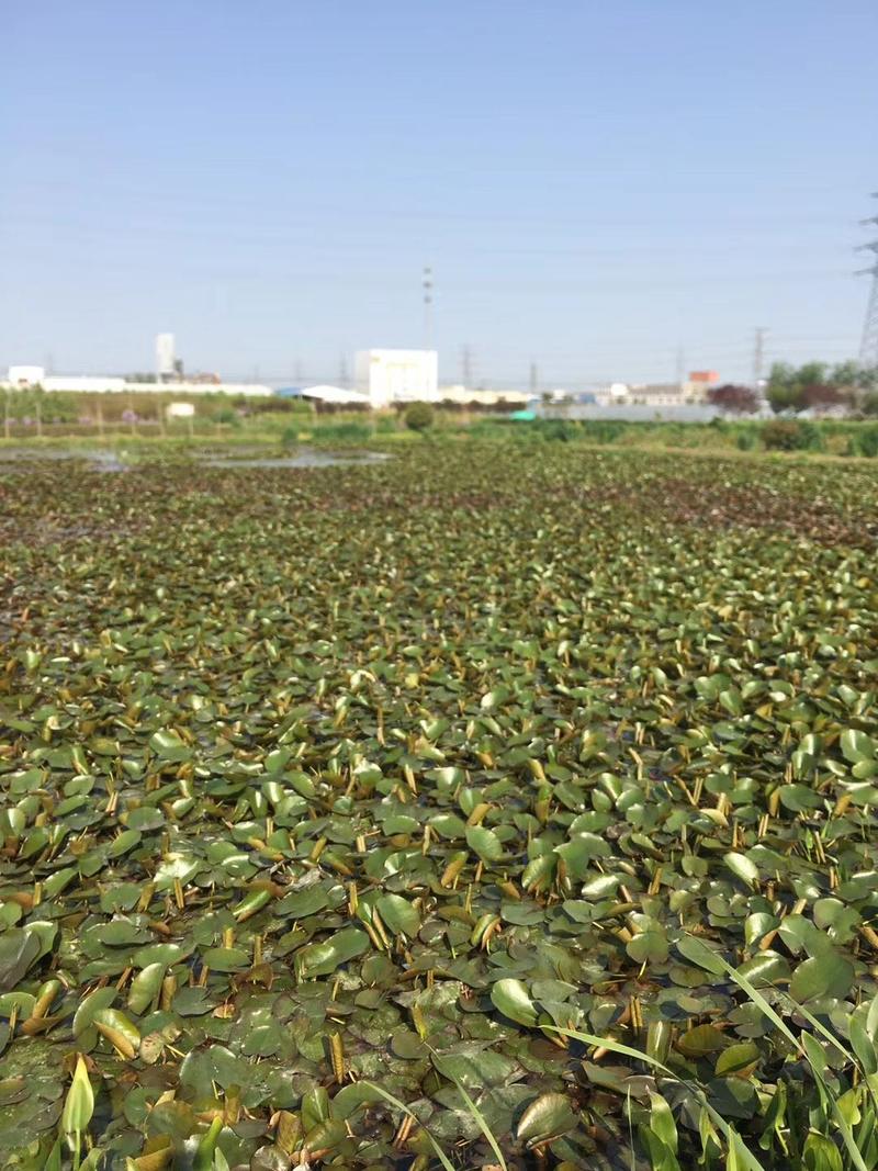 基地出售优质水生植物旱伞草，水体净化，现货供应，量大优惠