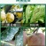 真菌苯醚甲环唑黑星病白粉病黑斑病锈果树蔬菜花卉杀菌剂