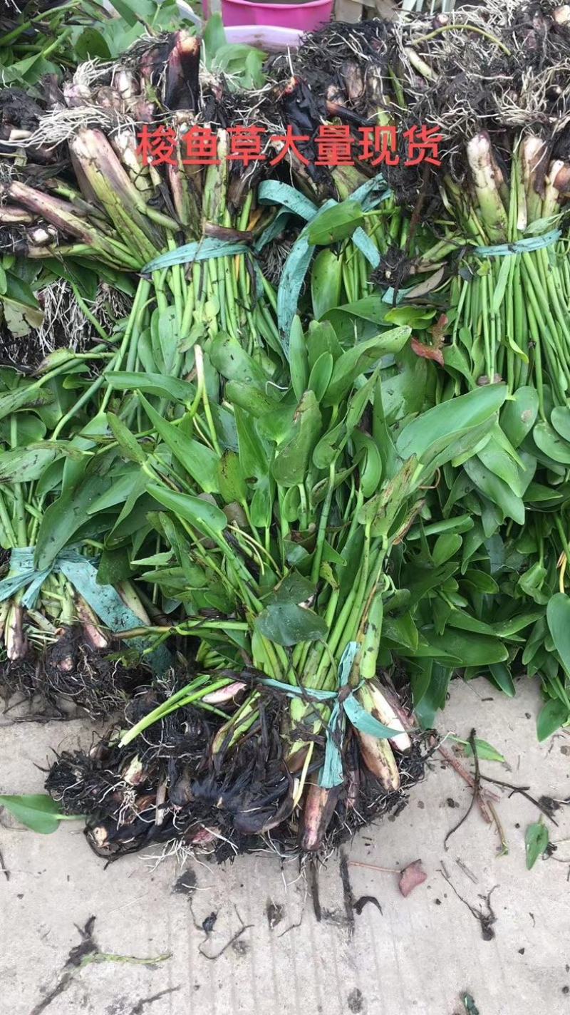 水生植物基地直供梭鱼草，挺水植物，花色鲜艳，易成活