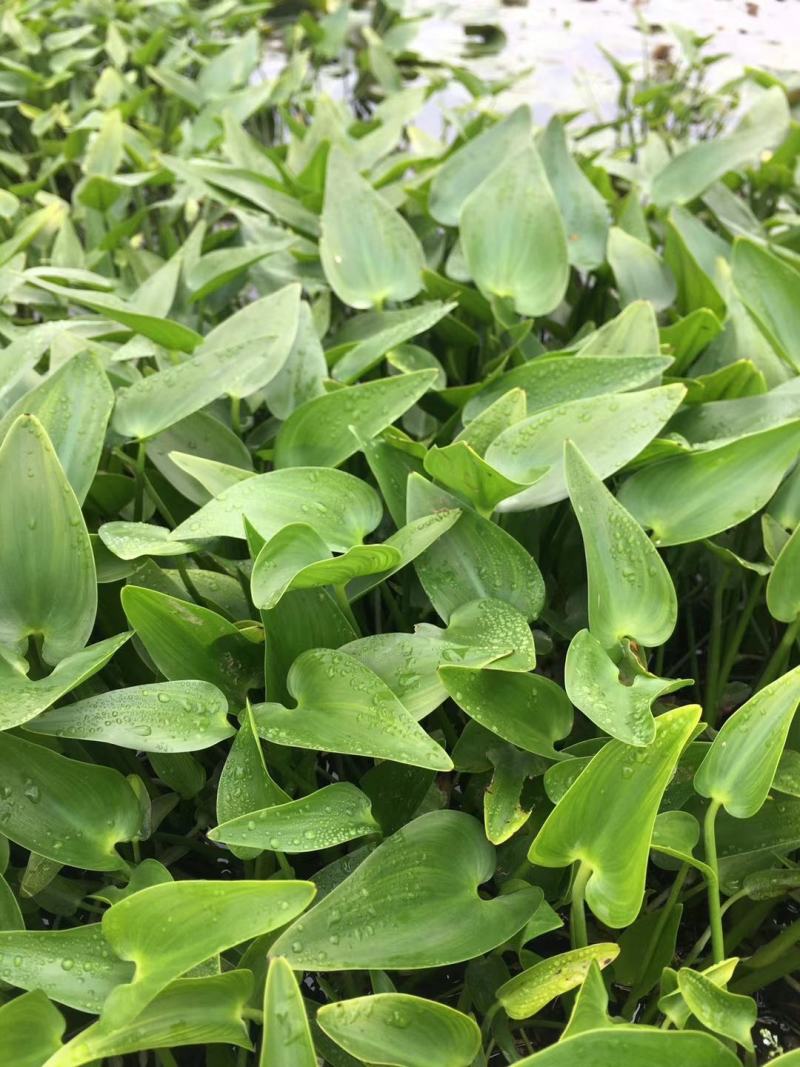 水生植物基地直供梭鱼草，挺水植物，花色鲜艳，易成活