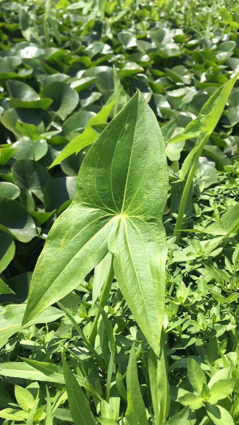 水生植物基地直供梭鱼草，挺水植物，花色鲜艳，易成活