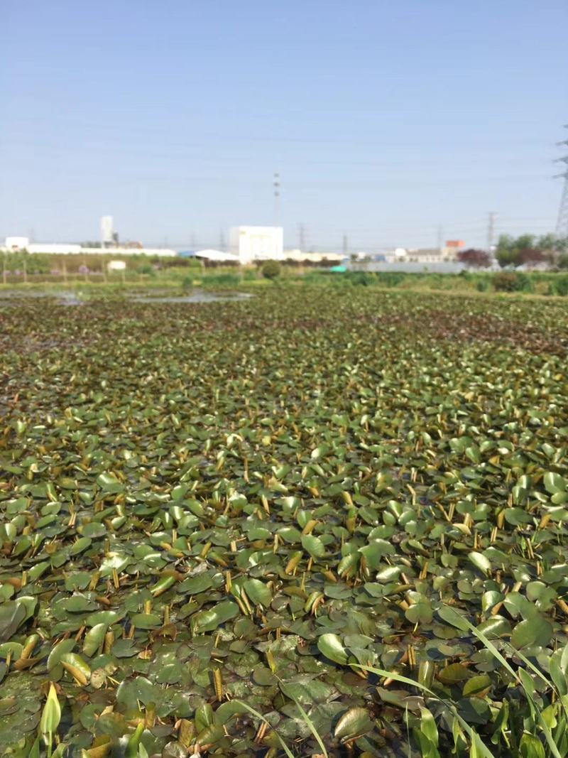水生植物基地直供梭鱼草，挺水植物，花色鲜艳，易成活