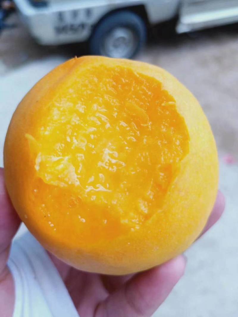 桃树苗，锦绣黄桃苗，品种黄桃树苗