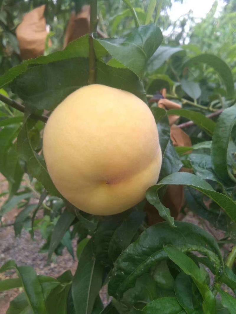 桃树苗，锦绣黄桃苗，品种黄桃树苗
