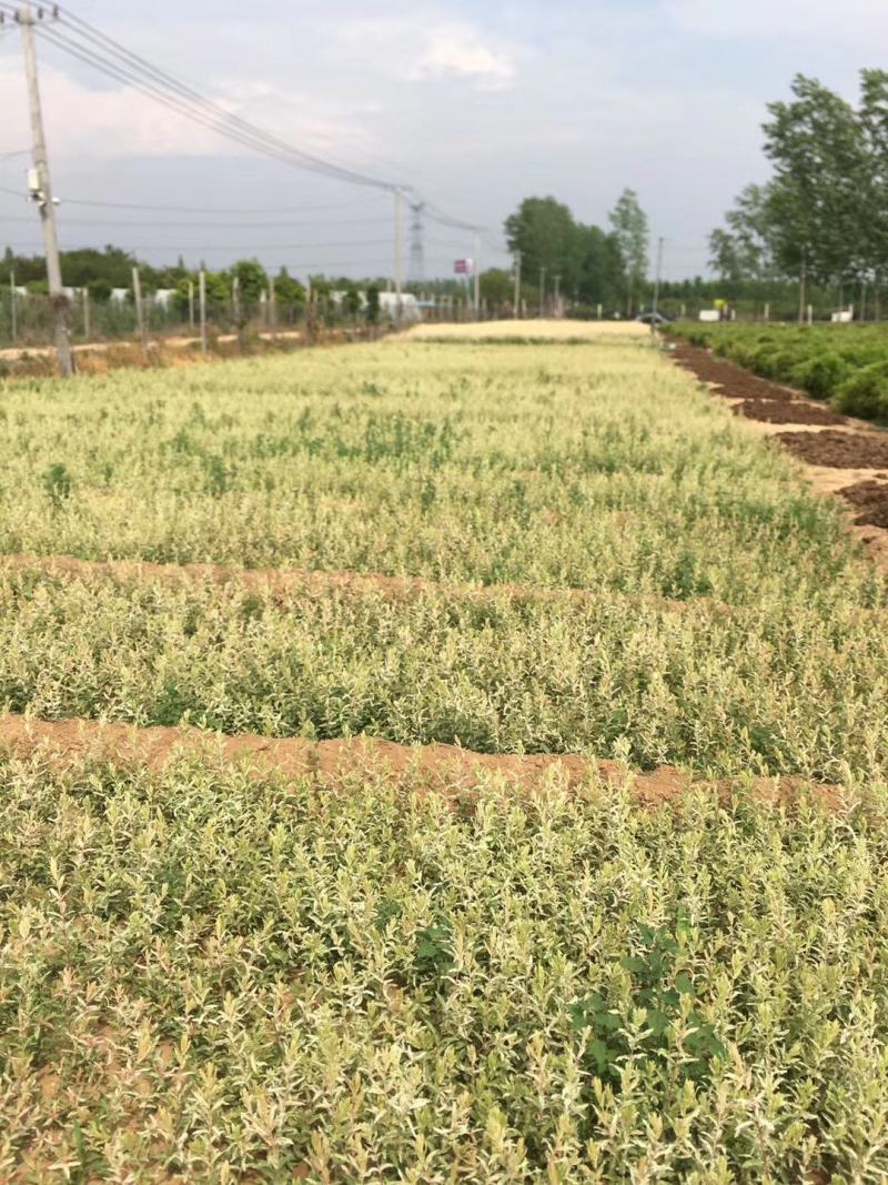 水生植物基地常年供应优质水生植物花叶枸柳，丛生花叶枸柳