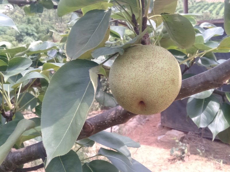 套袋桂花梨，4两起步，甜滋滋，水滋滋,糖分充足