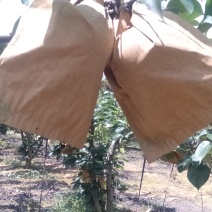 套袋桂花梨，4两起步，甜滋滋，水滋滋,糖分充足