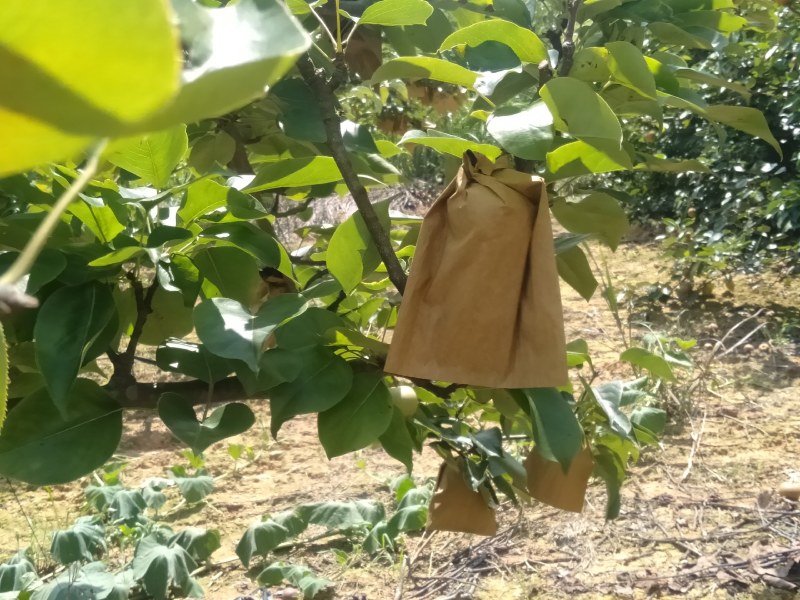 套袋桂花梨，4两起步，甜滋滋，水滋滋,糖分充足