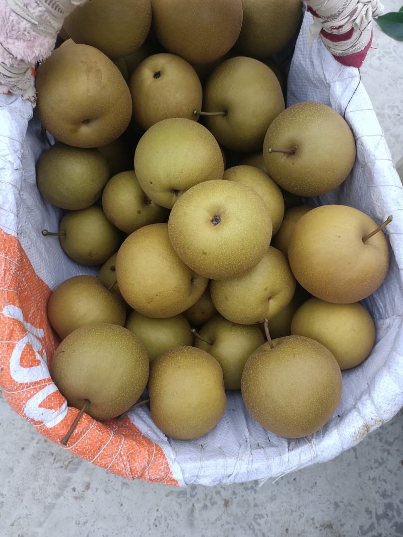 湖北宜城黄花梨视频看货支持线上交易
