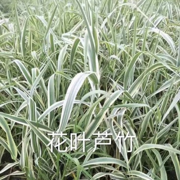 水生植物基地直供花叶芦竹，净化水质，观赏性高，品种齐全