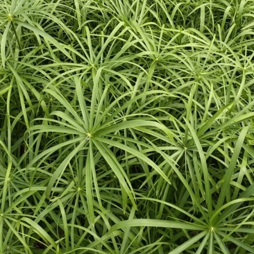基地出售优质水生植物旱伞草，水体净化，现货供应，量大优惠