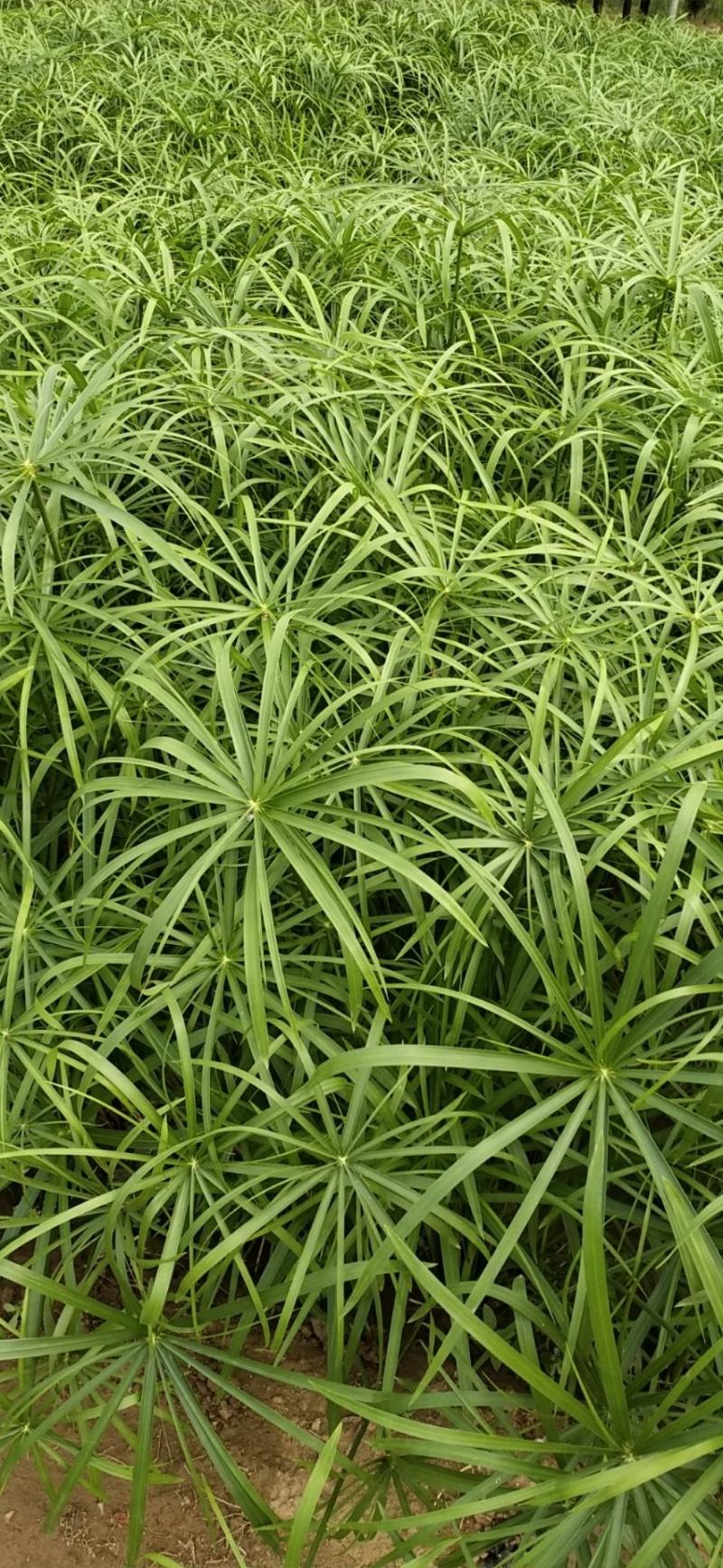 基地出售优质水生植物旱伞草，水体净化，现货供应，量大优惠