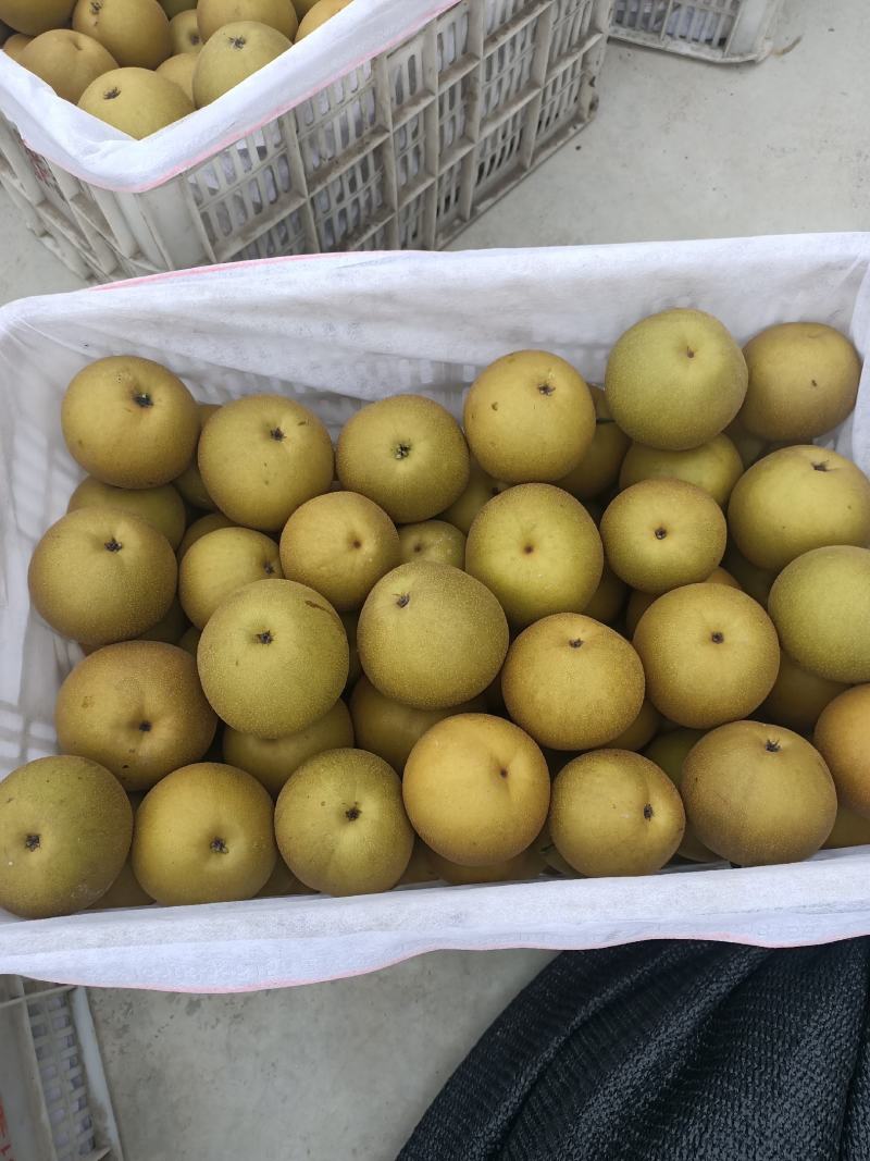 湖北宜城黄花梨视频看货支持线上交易