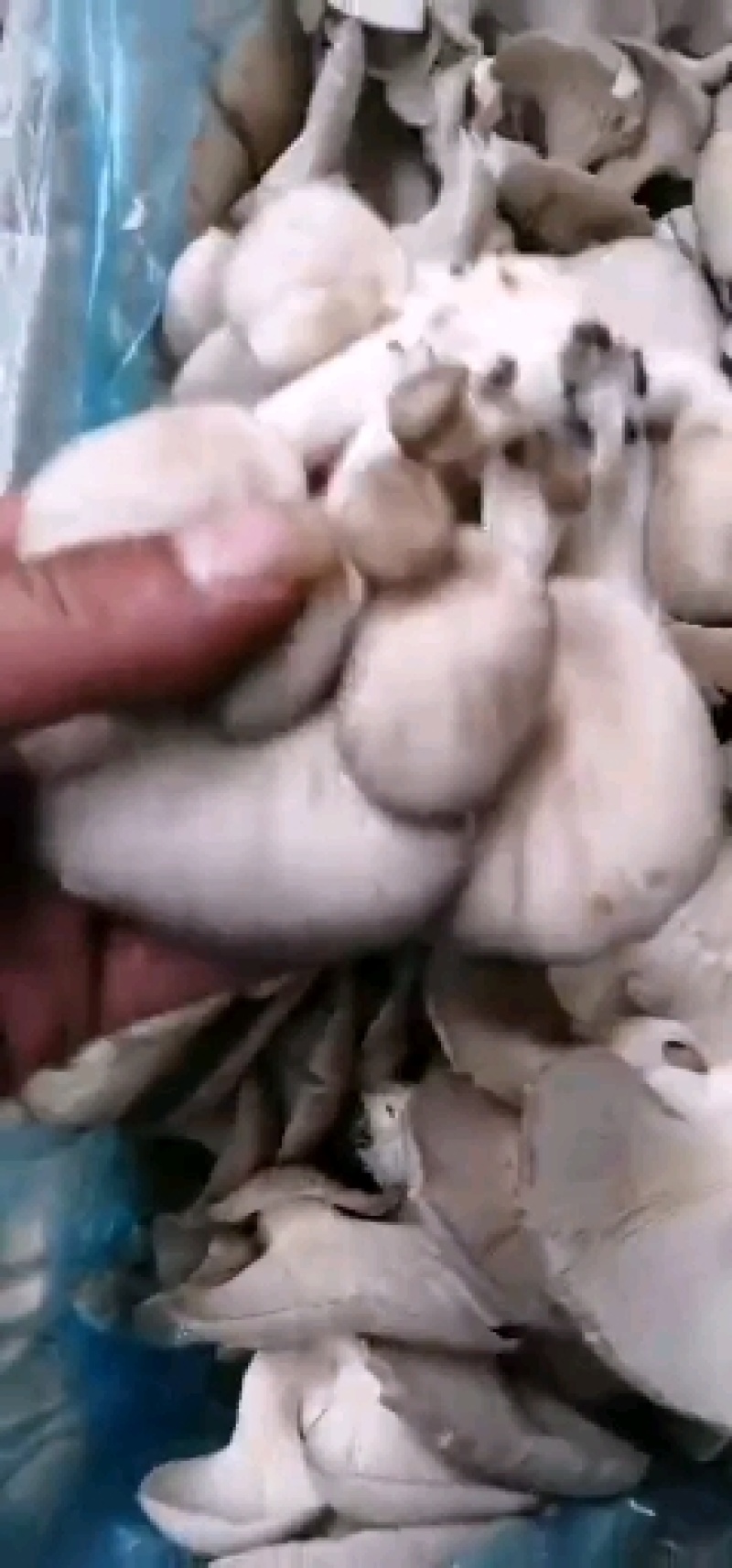 平菇，产地与邯郸肥乡，全国各地发往，各种蔬菜配车