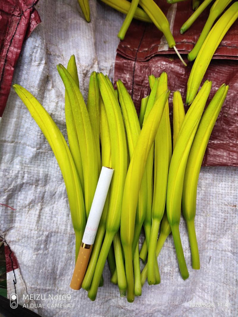 【有好货】黄花菜苗金针菜苗萱草苗现挖现发（不包邮）
