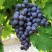 茶淀玫瑰香葡萄正在热卖中大量订购