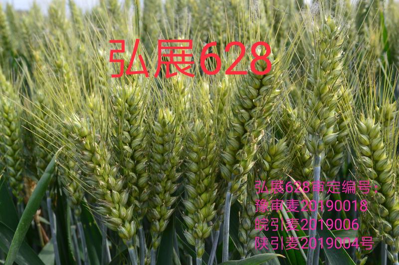 高产小麦种子弘展628，早熟、矮杆、抗倒、抗冻、抗倒春寒