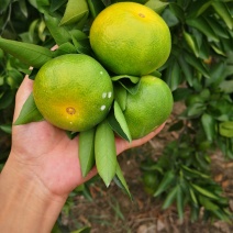 特早蜜橘（石门蜜橘），正宗高原蜜橘，皮薄多汁，一手货源。