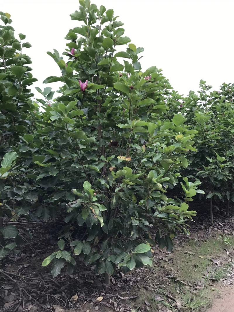玉兰苗红玉兰苗三季鸿运玉兰玉兰树娇红一号真品