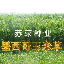 墨西哥玉米草种牧草种籽四季养殖多年生再生进口猪牛羊兔畜禽