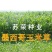 墨西哥玉米草种牧草种籽四季养殖多年生再生进口猪牛羊兔畜禽