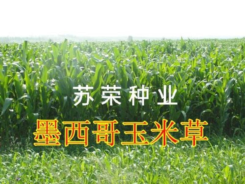 墨西哥玉米草种牧草种籽四季养殖多年生再生进口猪牛羊兔畜禽