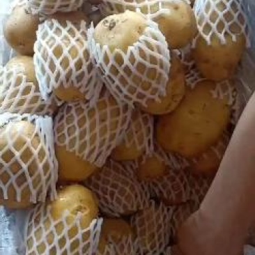 平阴县新鲜土豆大量上市品质保障量大从优