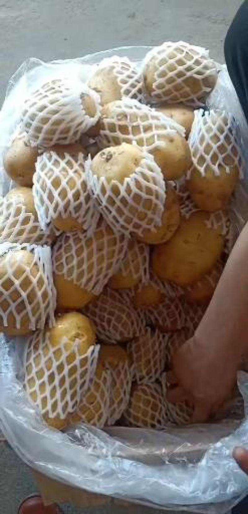平阴县新鲜土豆大量上市品质保障量大从优
