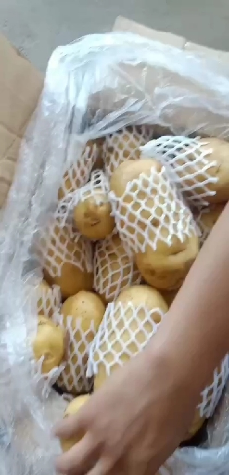 平阴县新鲜土豆大量上市品质保障量大从优