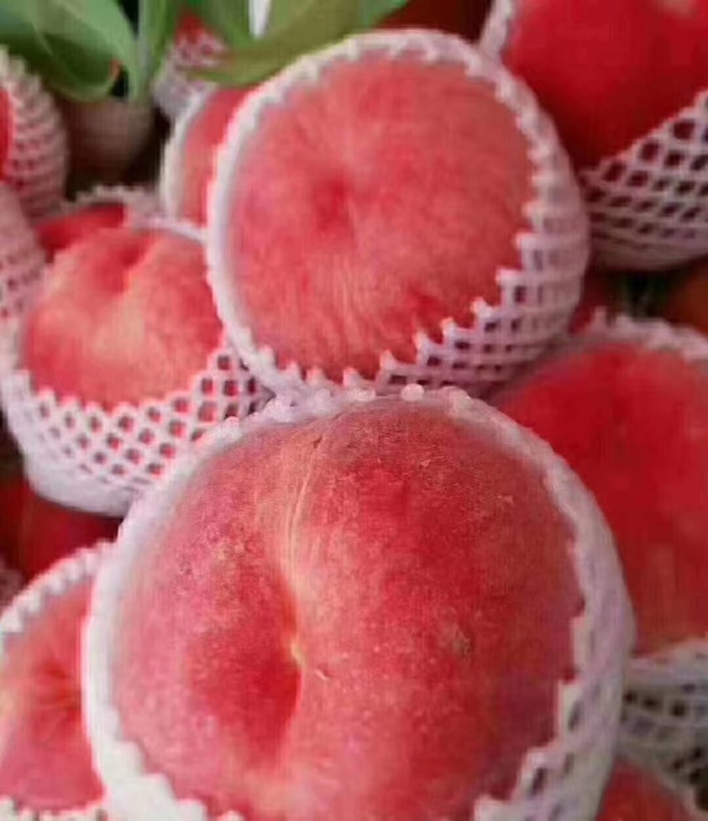 秦安水蜜桃大量热卖中，纸代色度好，味脆甜，望全国客商选购