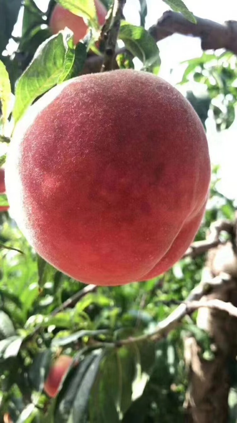 秦安水蜜桃大量热卖中，纸代色度好，味脆甜，望全国客商选购