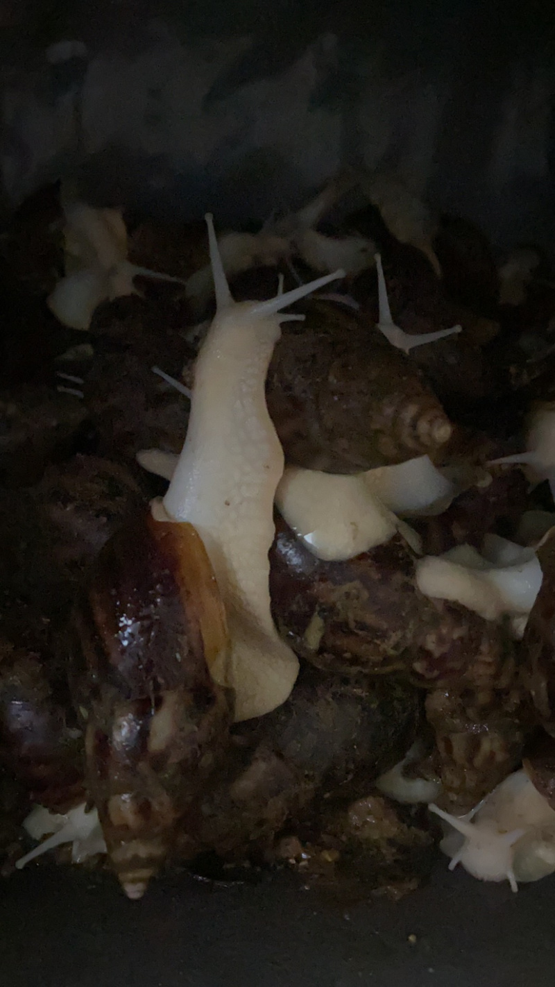 大量出售白玉蜗牛，有需要的联系