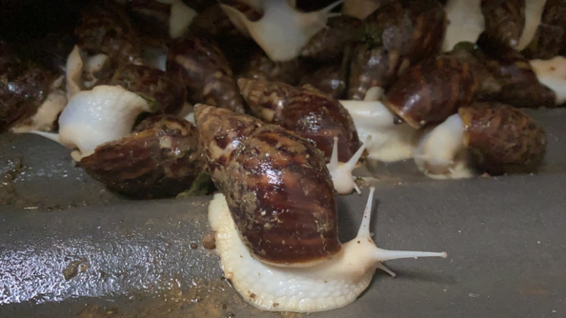 大量出售白玉蜗牛，有需要的联系