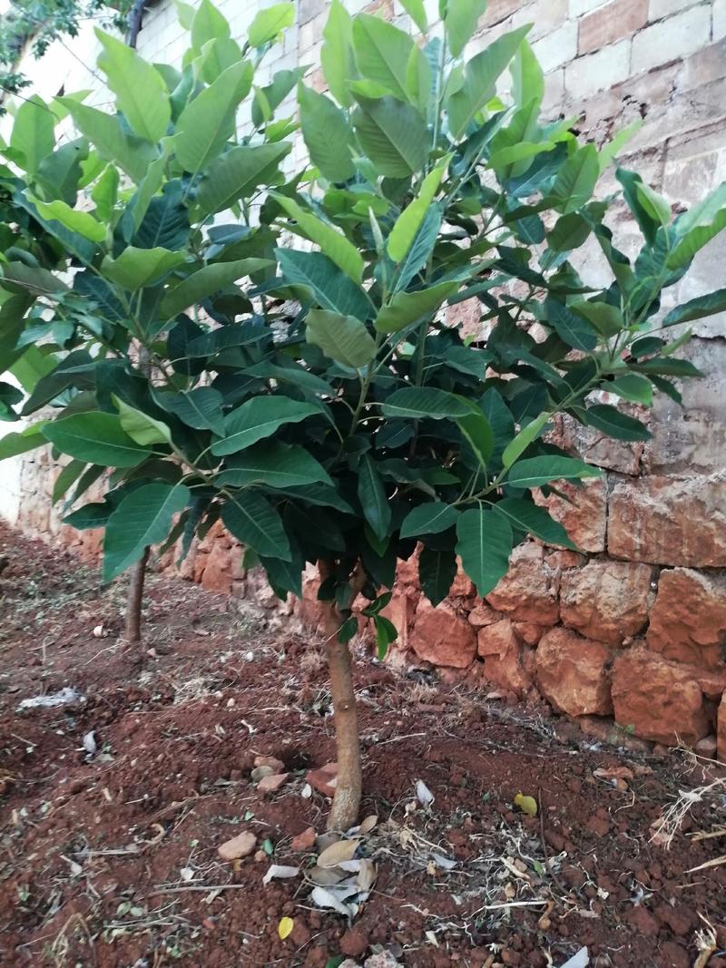 绿化专用断根精品山玉兰树