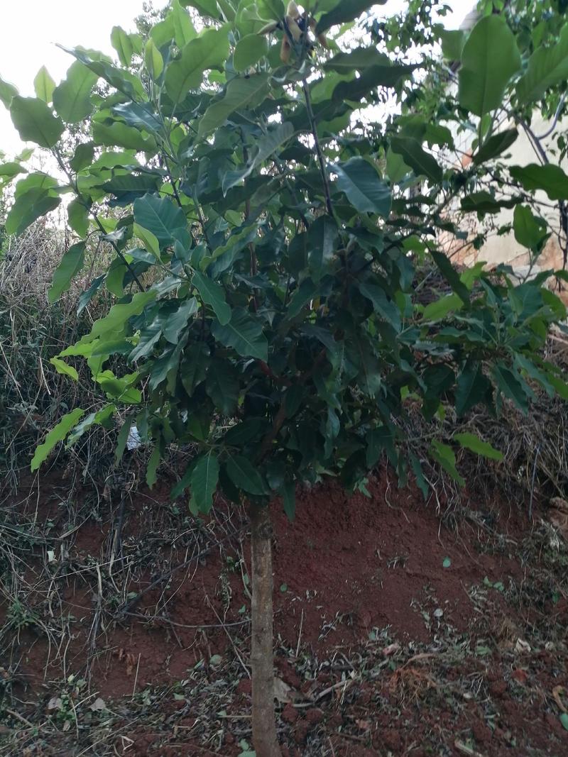 绿化专用断根精品山玉兰树