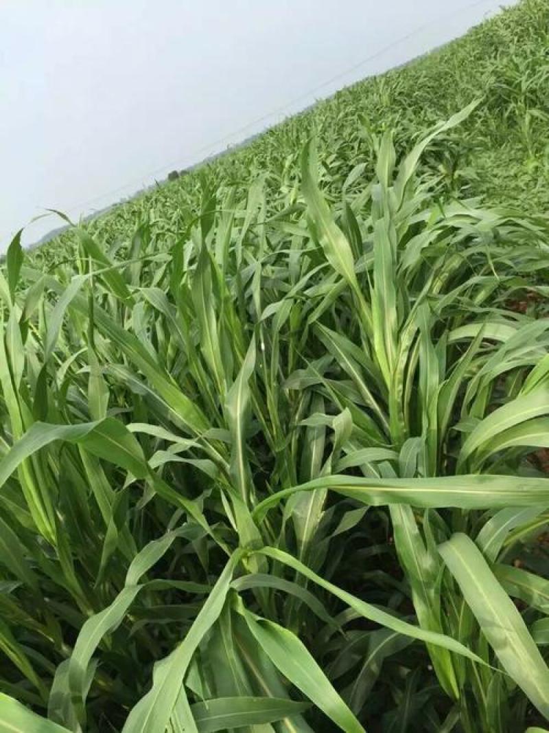 苏丹草高产牧草种籽鱼草种子喂鱼猪牛羊鸡鸭鹅四季高产草籽