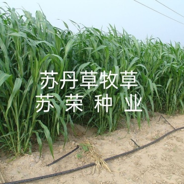 苏丹草高产牧草种籽鱼草种子喂鱼猪牛羊鸡鸭鹅四季高产草籽