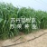 苏丹草高产牧草种籽鱼草种子喂鱼猪牛羊鸡鸭鹅四季高产草籽