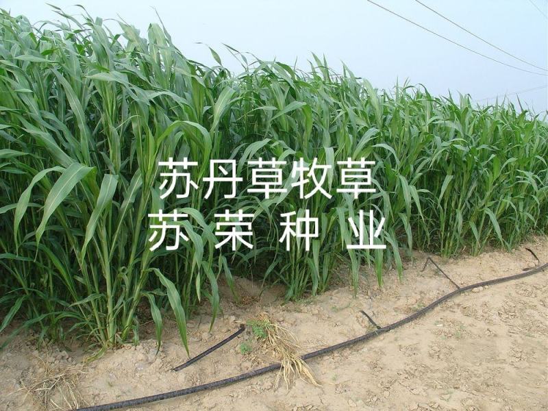 苏丹草高产牧草种籽鱼草种子喂鱼猪牛羊鸡鸭鹅四季高产草籽