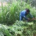 苏丹草高产牧草种籽鱼草种子喂鱼猪牛羊鸡鸭鹅四季高产草籽