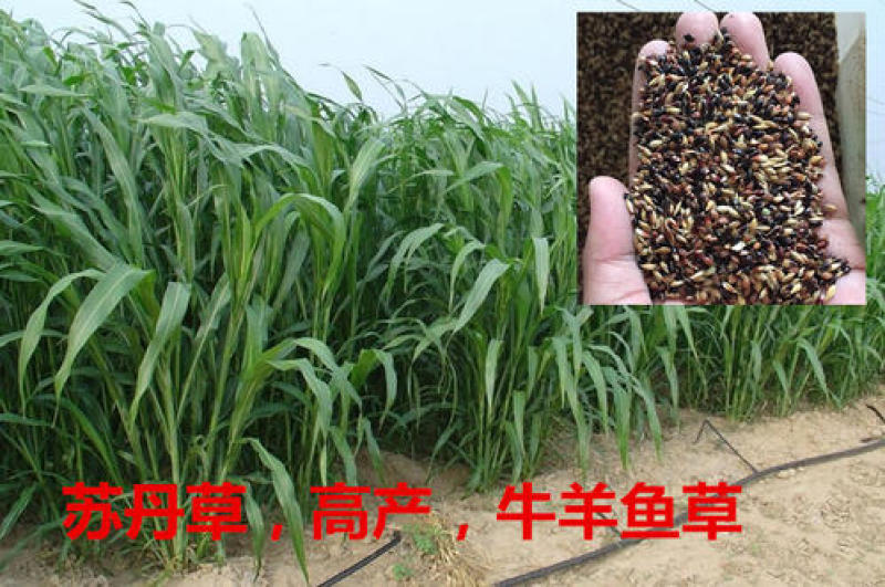 苏丹草高产牧草种籽鱼草种子喂鱼猪牛羊鸡鸭鹅四季高产草籽