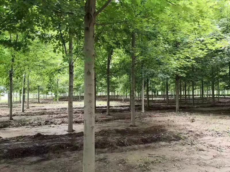 娜塔莉1-20公分基地直销红橡树美国红枫